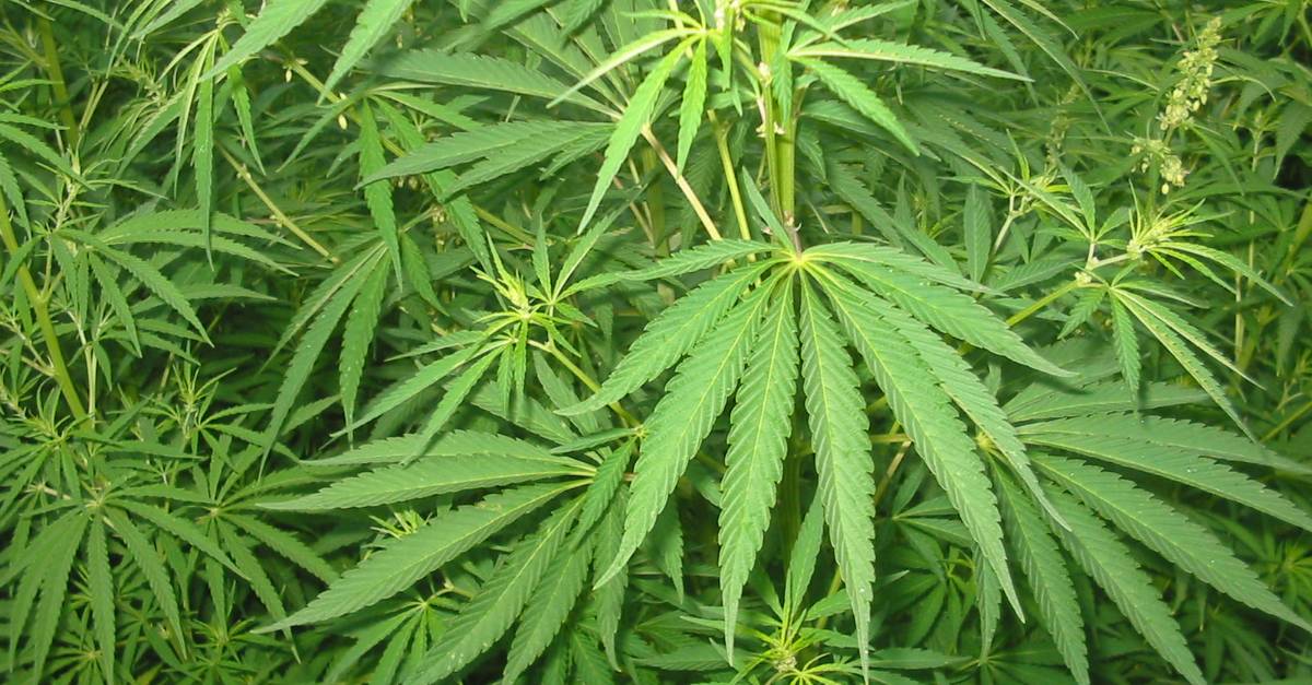 Tener 20 plantas de marihuana, o menos, no es delito: Corte Suprema