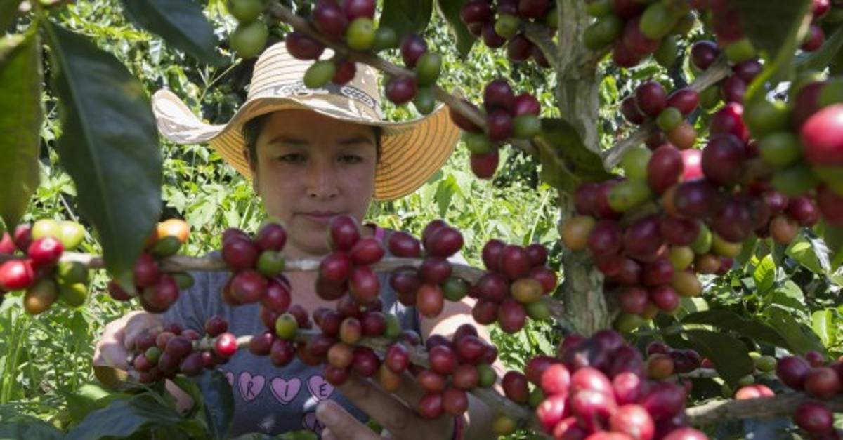 Producción de café en Colombia cayó 9 en septiembre