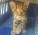 Este ocelote juvenil (o tigrillo) fue rescatado por las autoridades en Puerto Berrío, el cual estaba en poder de una familia de la zona urbana que lo tenía en cautiverio. FOTO cortesía corantioquia