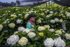 Pequeños y grandes floricultores de Antioquia vieron reducidos sus pedidos desde el exterior. FOTO JUAN ANTONIO SÁNCHEZ OCAMPO