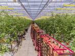 El cultivo de tomate con altos estándares de tecnificación y calidad, que es hoy un producto insignia de Holana, es la muestra de cómo se puede mejorar la producción en el país. FOTO Luca Locatelli