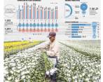 Un dólar alto anima a los floricultores antioqueños a la hora de afrontar el primer pico de demanda de 2017. FOTO Jaime Pérez Munévar