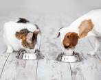 Tazones limpios, comida bien almacenada y no guardar alimento húmedo son algunos de los consejos que entregan los especialistas. FOTO sstock