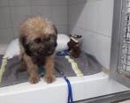 Este es Cirilo mientras se recuperaba en el Centro de Veterinaria y Zootecnia del Ces. Foto CORTESÍA CES