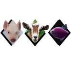 Animales que brillan en la oscuridad