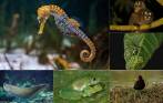 Padres ejemplares: Caballito de mar, mico nocturno, araña de Brasil, rana de cristal, gallito de ciénaga y Arawana azul. FOTOS Esteban Vanegas, Juan Felipe León León, Camila Basto, Gustavo Requena, Getty y Sstock.