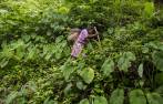 En las comunidades indígenas de Urabá y Occidente se padece de deficiencias en sistemas de saneamiento básico, acueductos y de una reforestación más planificada. FOTO jaime pérez