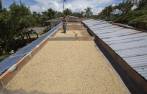 Son al menos 560.000 familias colombianas las que dependen de este sector para el sustento diario. Los gremios piden que los subsidios sean más contundentes. FOTO MAnuel Saldarriaga