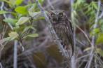 Liberación de fauna silvestre en el Magdalena Medio antioqueño por parte de Corantioquia, Área Metropolitana y el CES.