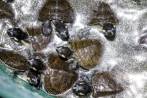 La lucha por evitar la extinción de las tortugas de río en Antioquia