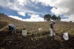 Los paperos de La Unión cuentan con un centro de acopio y lavado del producto, que lo pone a punto para el mercado, pero implica más costos. FOTO camilo suárez