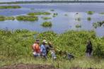 Habitantes de la ciénaga de Barbacoas ayudan a controlar la expansión del buchón de agua, una planta que pone en riesgo el ecosistema por su rápido crecimiento. FOTO Juan Antonio sánchez