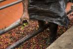 En Colombia la recolección se hace de forma manual y solo se recogen los granos maduros, pues los verdes generan un sabor astringente. FOTOS CARLOS VELÁSQUEZ