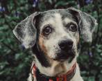 Fiona está próxima a cumplir 16 años y hay que cuidar su zona lumbo-sacra. FOTO Cortesía Instagram @Paws.and.memories