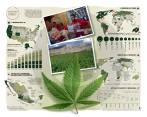 El consumo de marihuana está en aumento en varios países como Estados Unidos. FOTO COLPRENSA