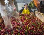 Desde noviembre de 2016 la carga de 125 kilos de café no superaba el millón de pesos en Colombia. Foto Manuel Saldarriaga
