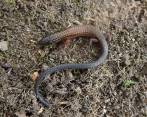 Este hallazgo significa un acontecimiento importante en materia de biodiversidad y ecología para el Valle de Aburrá. FOTOS CORTESÍA