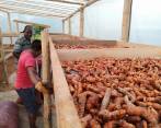 Indígenas y afro vienen trabajando juntos en un proyecto productivo de cúrcuma, planta de la que aprovechan sus bondades curativas y gastronómicas, un ejemplo de reconciliación. FOTO Cortesía