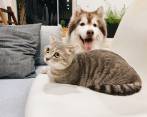 Hay que tener medidas de aseo con perros y gatos en esta pandemia. FOTO Tran Mau Tri Tam en Unsplash