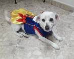Dolor embarga a Amalfi por envenenamiento masivo de mascotas