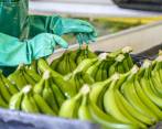 Confirman caso de covid-19 en trabajador de la agroindustria bananera de la región de Urabá,. Foto Juan Antonio Sánchez