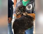 El búho cornudo deberá ser sacrificado por la ruptura en su ala. FOTO CORTESÍA ALCALDÍA DE AMALFI