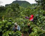 La producción de café en Colombia cayó 15 % en octubre, dijo la Federación Nacional de Cafeteros. Foto Camilo Suárez