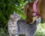 La OMS dice que “no hay datos que indiquen que los animales de compañía o mascotas como los gatos y los perros hayan sido infectados o puedan propagar el virus causante de la covid-19”. FOTO Juan Antonio Sánchez