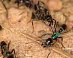 Una hormiga recibe tratamiento de una compañera de nido. Si se le brinda entre una a doce horas después de la lesión, la mortalidad se reduce al 10 %. FOTO Erik Frank et al