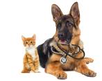Después de los siete años las visitas al médico veterinario deben hacerse con más frecuencia e incluir exámenes y ecografías que permitan diagnosticar a tiempo las afecciones. FOTO sstock