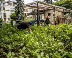En la Unidad Nueva Aldea, de Guayabal (suroccidente de Medellín), el proceso ambiental inició con las ecohuertas, luego pasaron a ecoladrillos y hoy en día recuperan cinco toneladas mensuales para reciclaje. FOTO juan antonio sánchez
