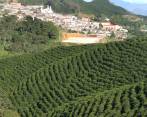 La renovación de cafetales ha aumentado la productividad de municipios como Concordia, en Antioquia. FOTO donaldo zuluaga