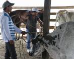 En Mesetas, los exguerrilleros de las Farc adelantan varios proyectos productivos incluido uno de ganadería multipropósito. Requieren asesoría técnica para seguir con él. FOTO Juan Antonio Sánchez