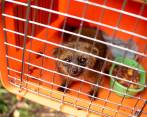 El olinguito puede encontrarse en bosques conservados de zona rural de los municipios de Envigado, La Estrella, Medellín, Sabaneta, Caldas y Bello. FOTO Cortesía Área metropolitana (amva)
