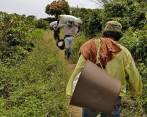 Según el presidente Juan Manuel Santos, con los proyectos se busca que los 12 millones de campesinos que viven en el campo se vean beneficiados. FOTO archivo Henry Agudelo