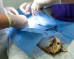 La esterilización es un proceso en el que se extraen los órganos reproductores de los perros y gatos. FOTO sstock