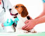 Según las condiciones en las que viva la mascota, el médico veterinario determinará qué vacunas serán obligatorias. FOTO sstock