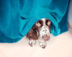 Es importante prepararse desde ya con sus mascotas para la jornada decembrina que viene. FOTO Sstock