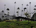 La palma de cera domina el paisaje del valle del Cocora, aunque ha perdido presencia. Es de lento crecimiento. FOTO Archivo