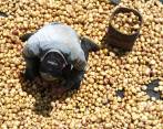 En Colombia, según Fedepapa, se cosecharán este año unas 2,7 millones de toneladas de ese tubérculo. FOTO Manuel Saldarriaga
