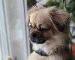 Los perros podrán presentar ansiedad por separación cuando el cuidador comience a ausentarse más a menudo. En los gatos no es tan común. FOTO sstock
