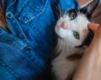 El llamado del Gobierno es mantener la vacunación de las mascotas al día, para evitar nuevos casos. FOTO MinSalud.