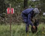Colombia ha avanzado en el desminado de más de 6 millones de metros cuadrados. FOTO: COLPRENSA