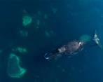 La danza de la ballena de Groenlandia