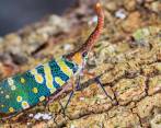 La historia de los insectos comenzó 70 millones de años después de la gran explosión de vida del cámbrico y que permea todos los rincones de la Tierra. FOTO sstock