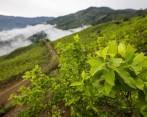 En la vía a la vereda Orejón de Briceño se pueden observar gran cantidad de cultivos de uso ilícito. FOTO: ESTEBAN VANEGAS
