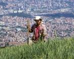 El área rural de Medellín tiene potencial en flores, frutales de clima medio - frío, café y hortalizas. La apuesta es que producir sea un buen negocio para los campesinos. FOTO JAime Pérez