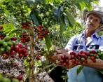 Históricamente, el departamento de Antioquia concentra el 16 % de la producción cafetera del país. FOTO juan Antonio Sánchez