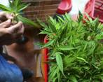 El Gobierno permite el cultivo de 20 plantas para autoconsumo. Foto: Colprensa 