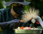 La colección viva tiene 160 especies divididas en invertebrados, anfibios, reptiles, aves y mamíferos. FOTO julio césar herrera